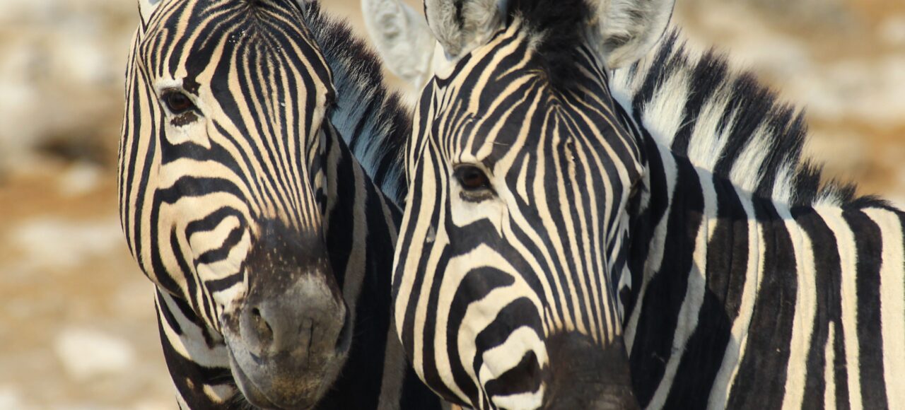 Zebra Zwillinge