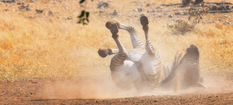 Zebra im Sand