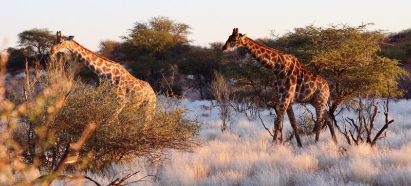 Singlereise Namibia - Giraffen beim Sonnenuntergang