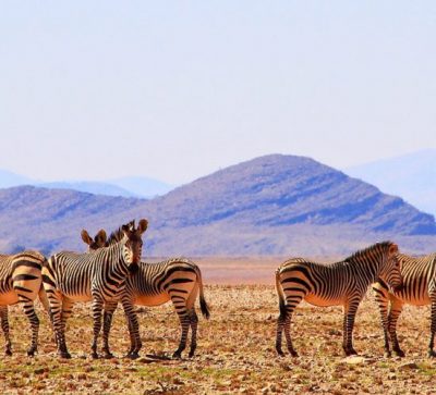 Singlereise Namibia - wilde Zebraherde