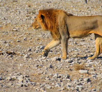 Singlereise Namibia - Löwe