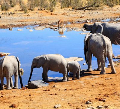Singlereise Namibia - Elefantenfamilie