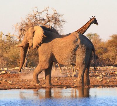 Singlereise Namibia - Elefant und Giraffe