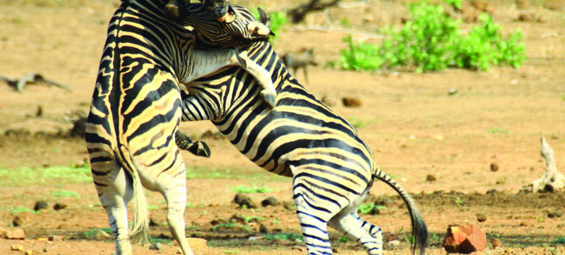 Tanzende Zebras