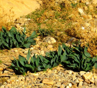 Grüne Pflanzen in Wadi Rum